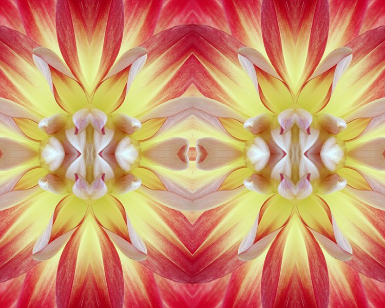 6171 Dahlia pattern.jpg