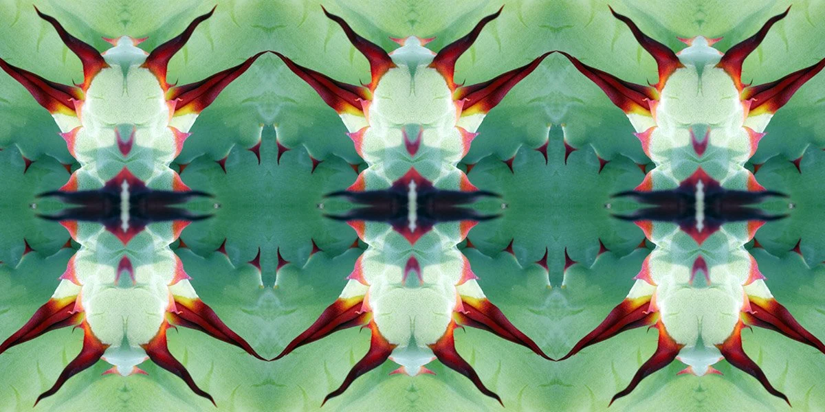 FLAME AGAVE PATTERN