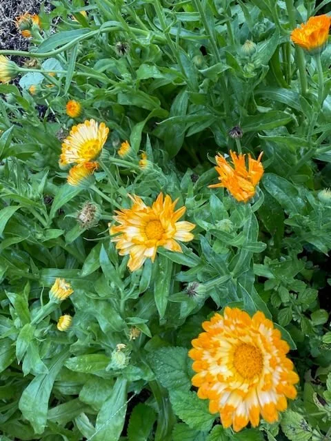 symmagery-design_garden-design-8154.jpg