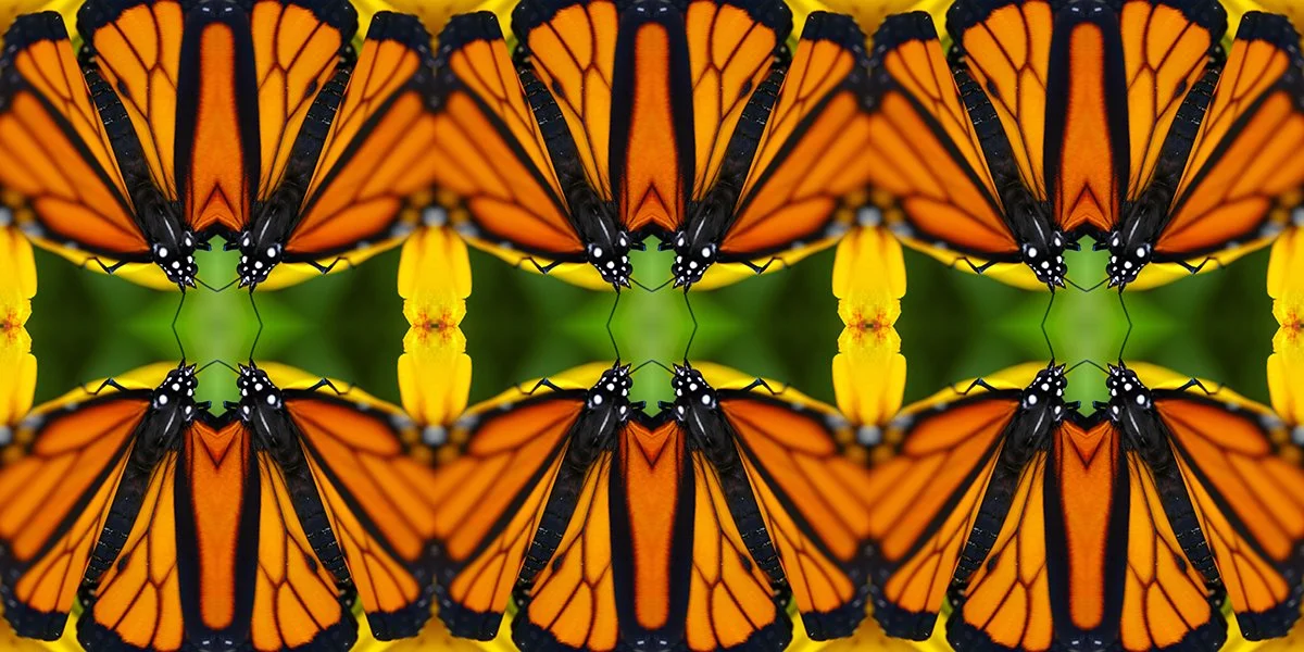 Newly hatch monarch butterfly