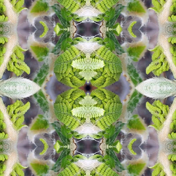 Ostrich Fern fiddlehead Swatch.jpg