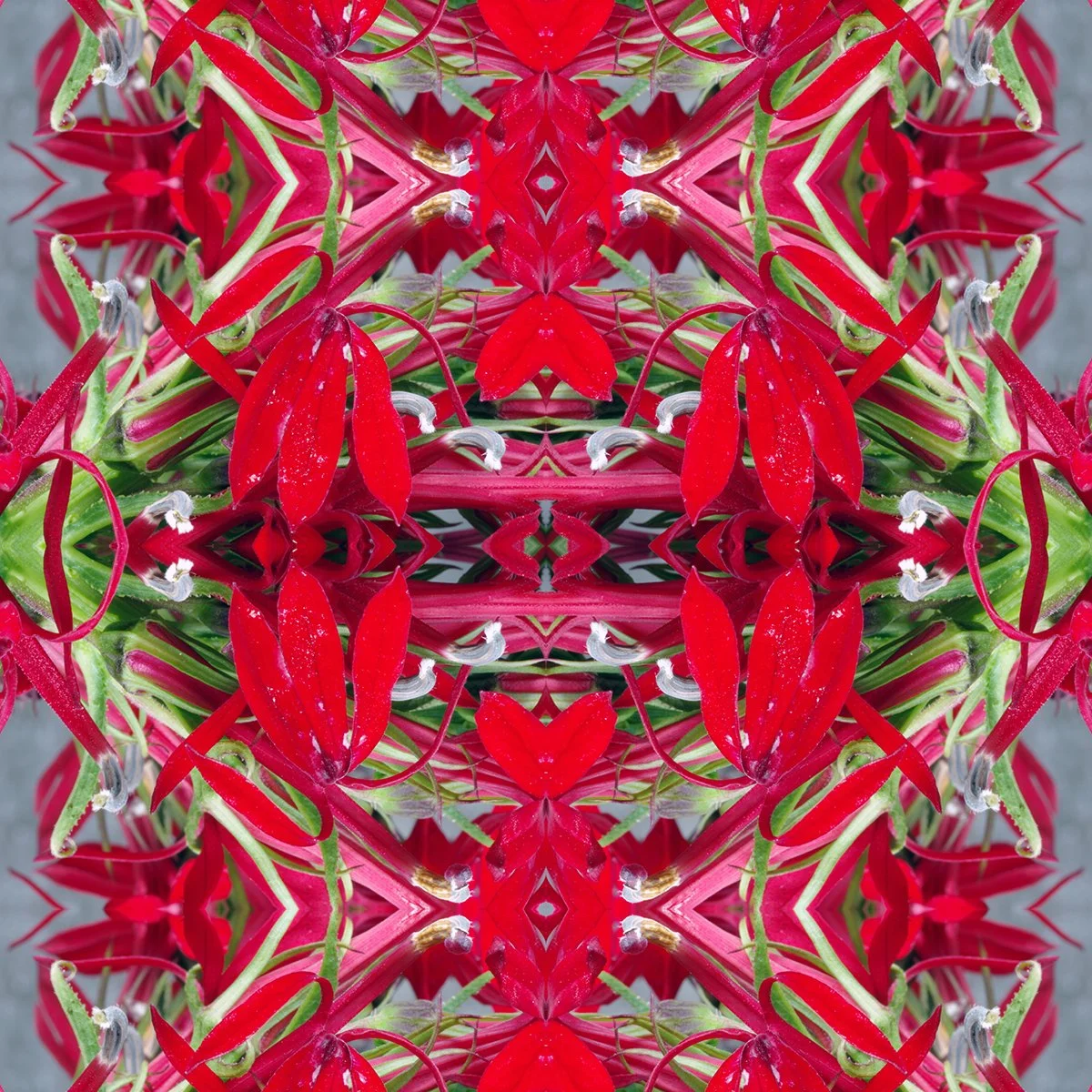 Lobelia Cardinalis Pattern Swatch.jpg