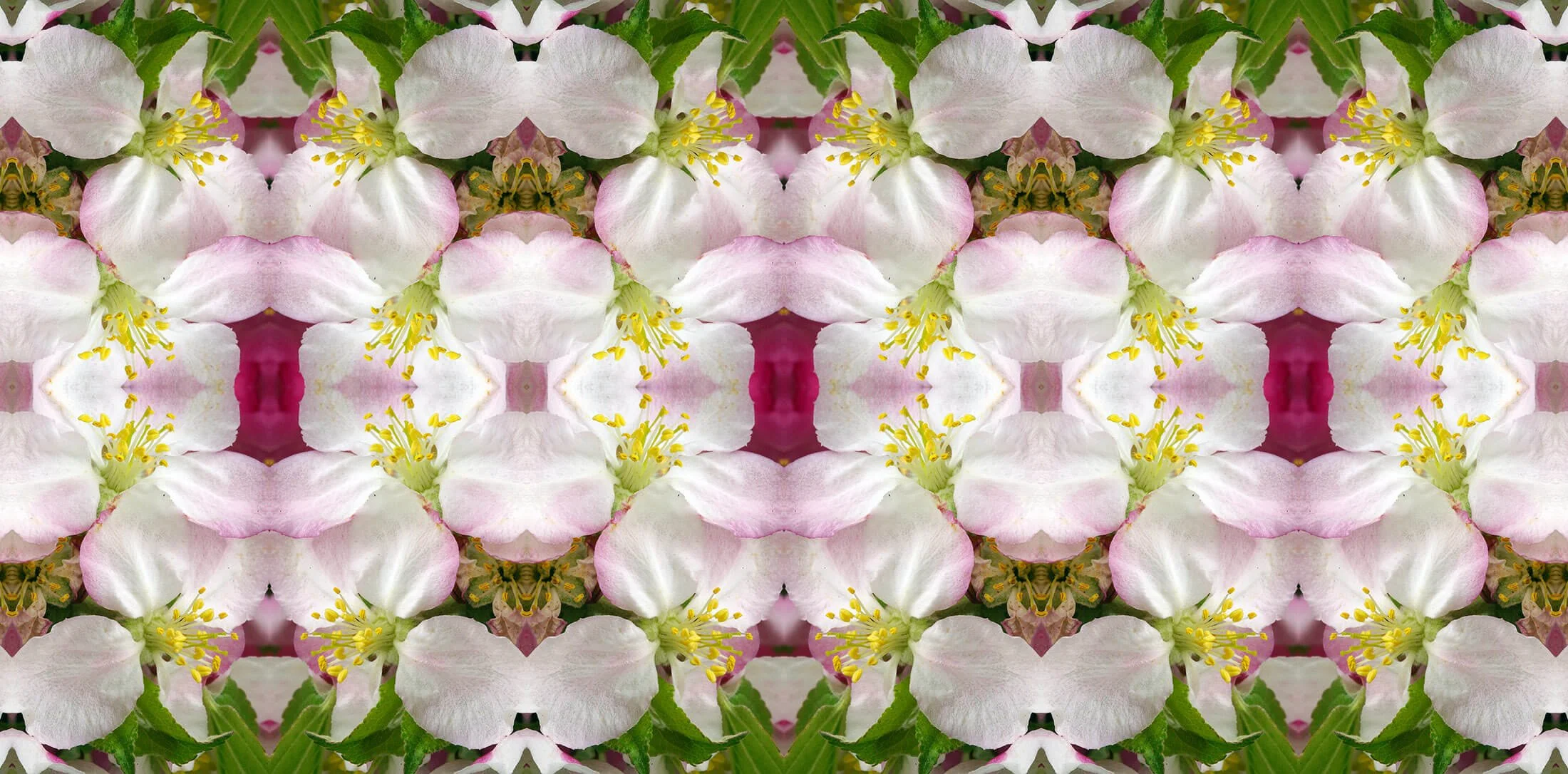 Flowering Fruit Trees Collection