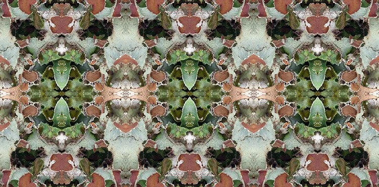 Pastel Foliose Lichen