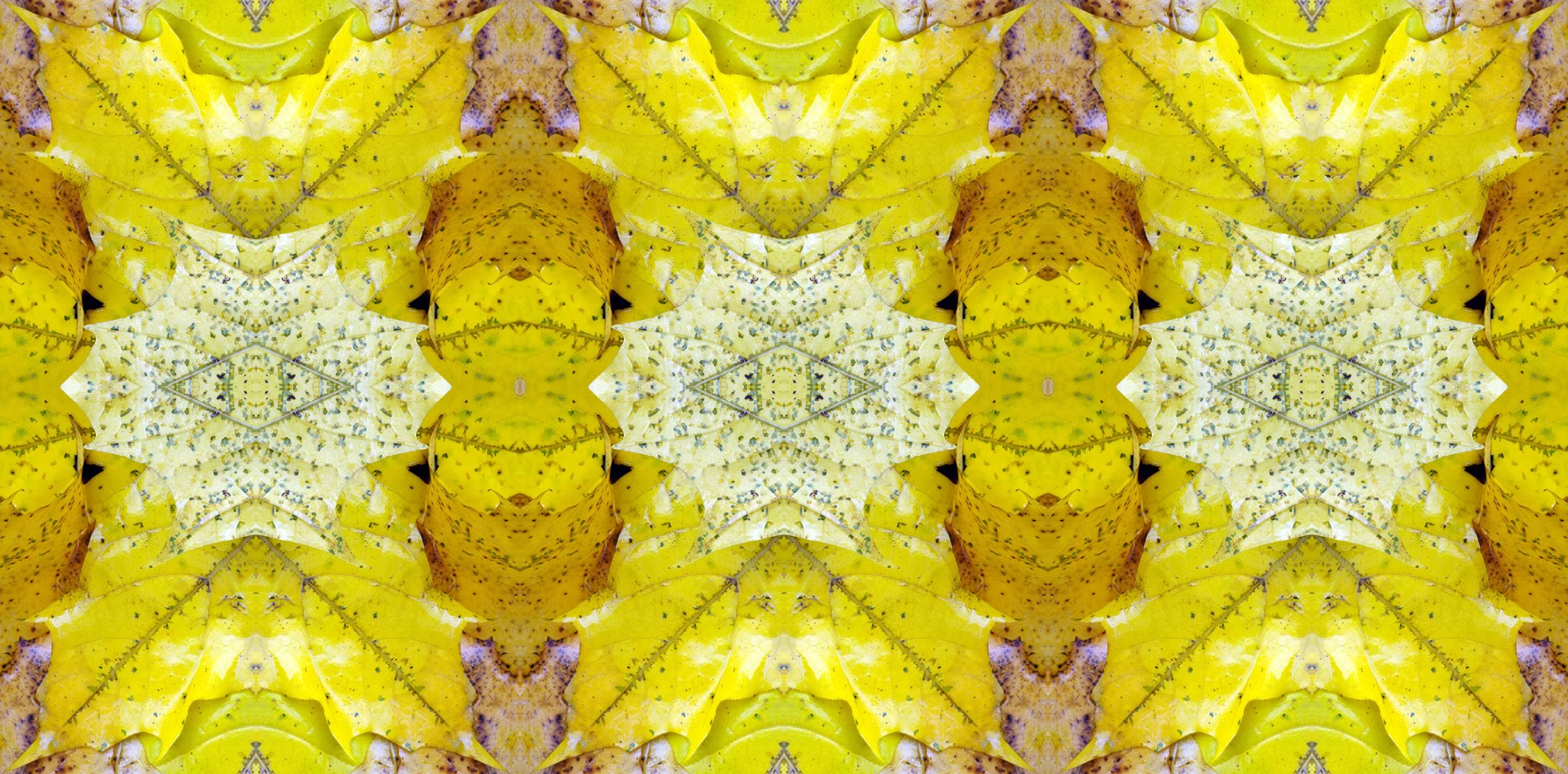 Yellow Sugar Maple Leaves