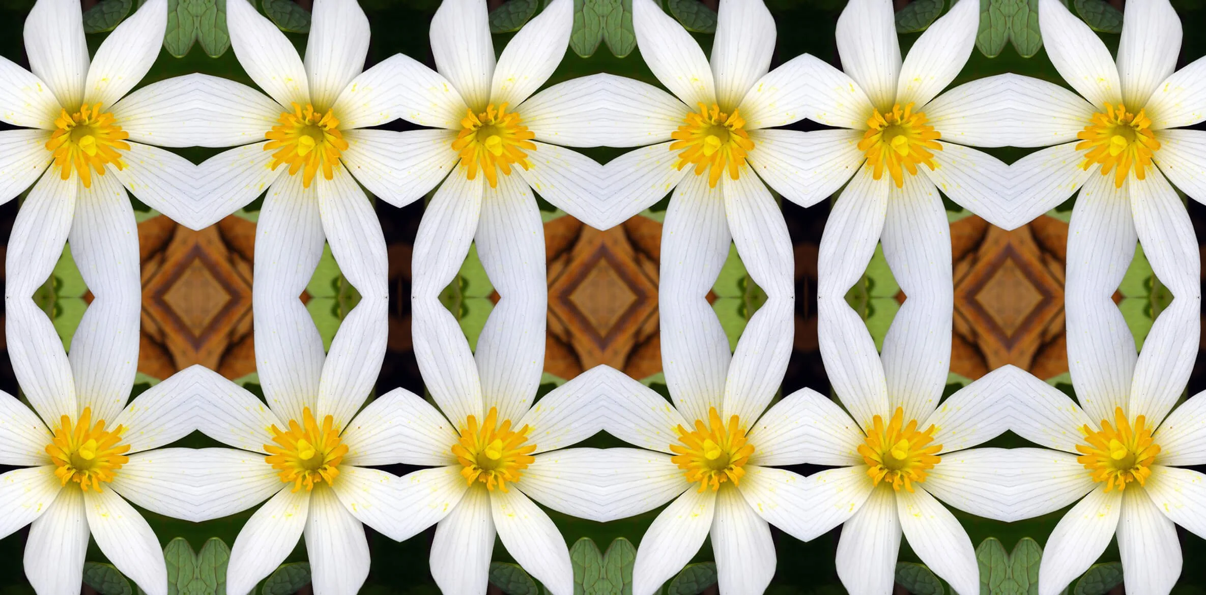 Spring Ephemerals Collection