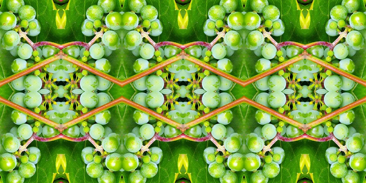 Wild Grape.jpg