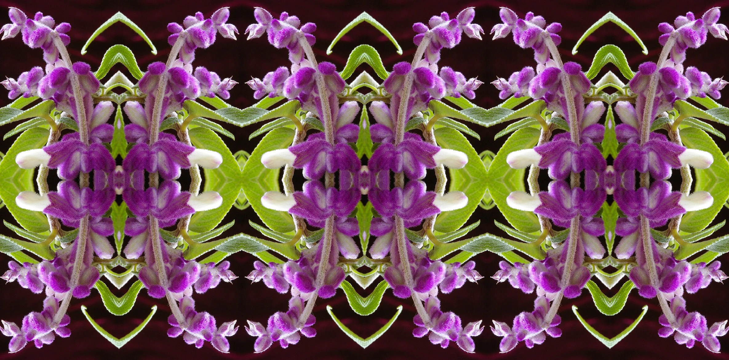 Sage Flowers