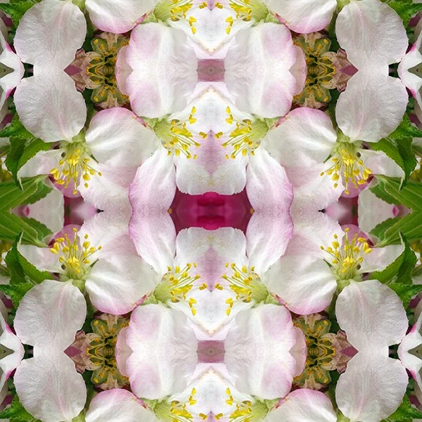 Pattern Swatch Apple blossom larger.jpg