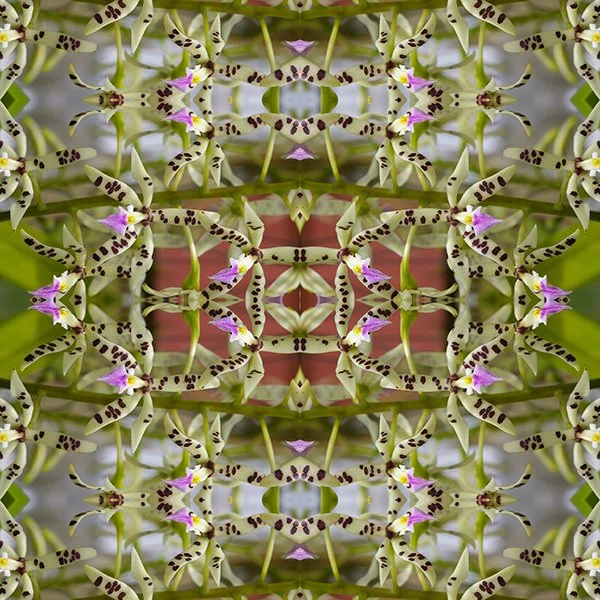 Leopard Orchid Swatch .jpg