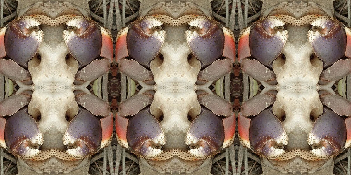 CC CRAB PATTERN