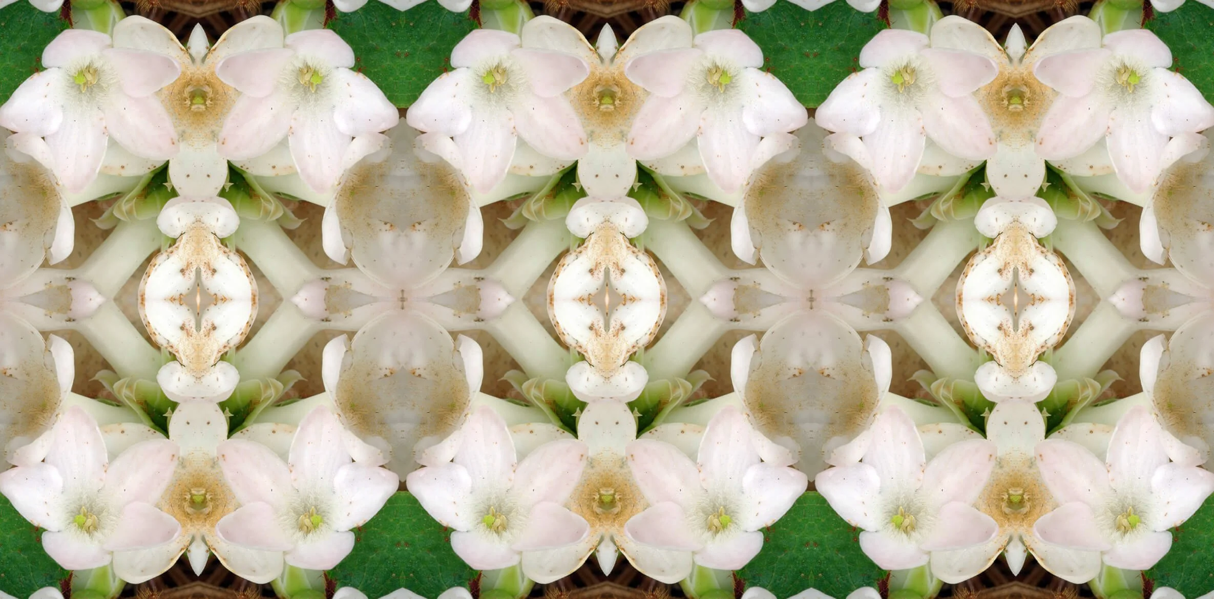 TRAILING ARBUTIS PATTERN