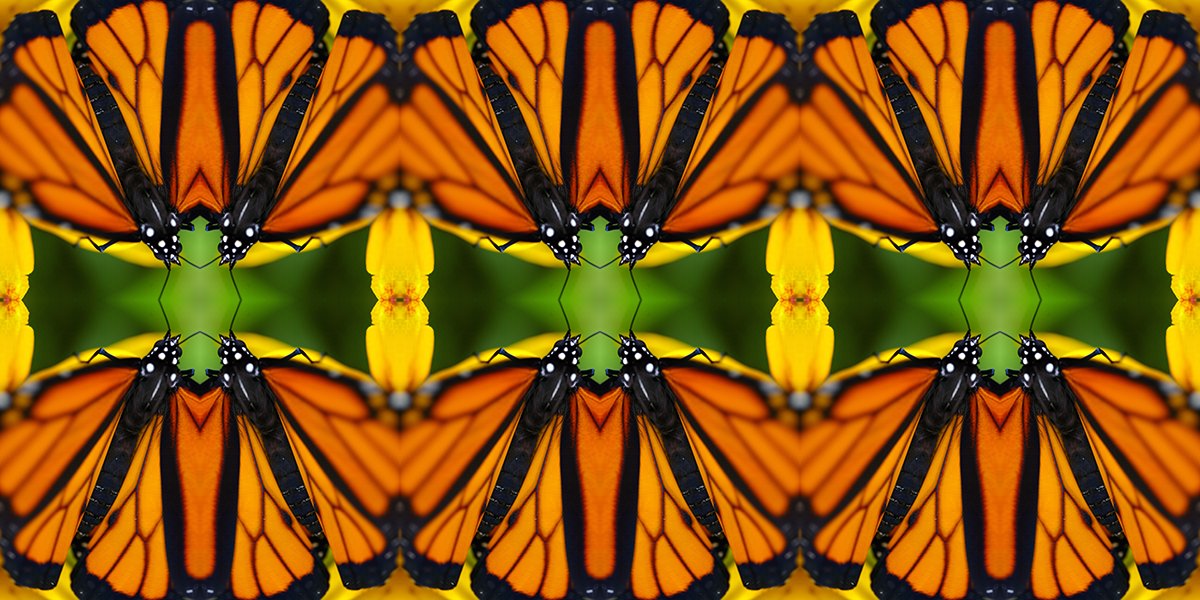 New Monarch 1