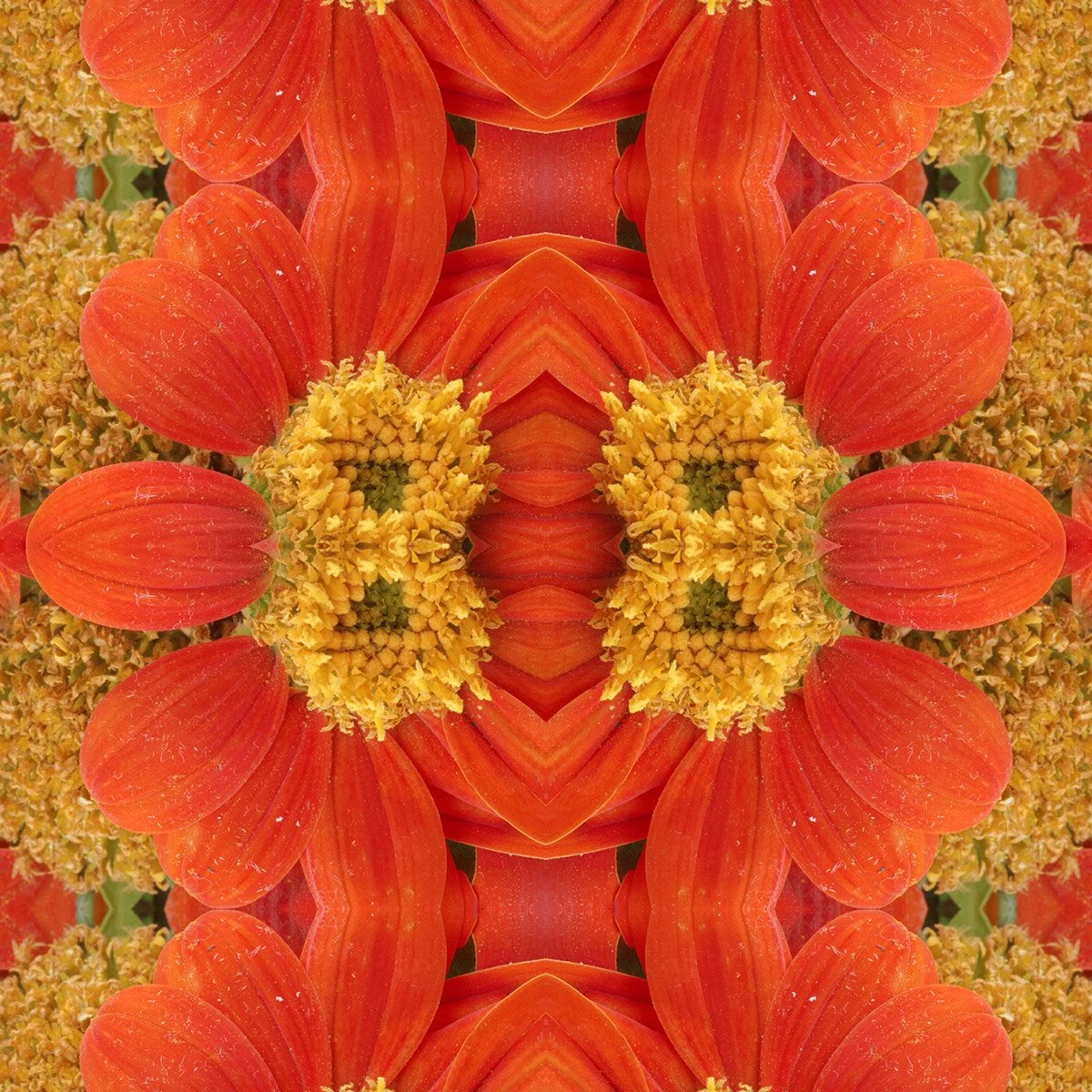 Mexican Sunflower Pattern Swatch.jpg