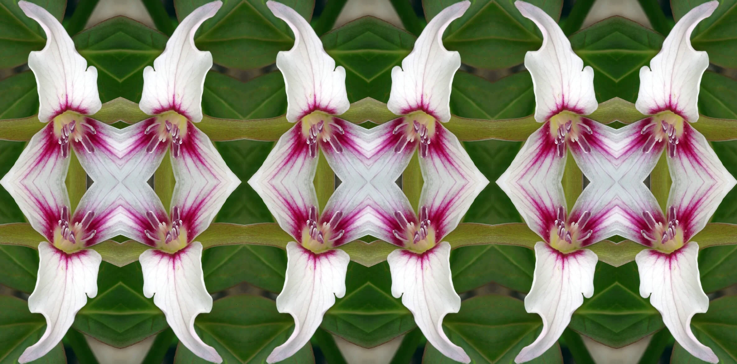PAINTED TRILLIUM PATTERN