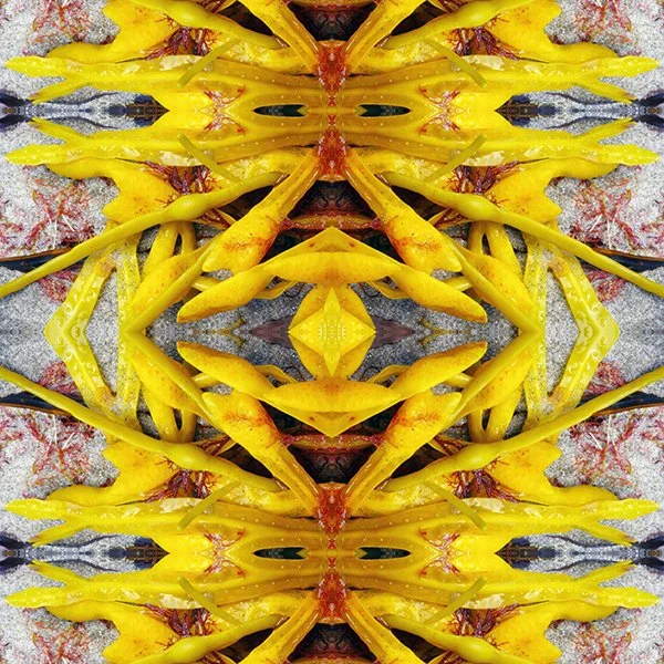 Golden Seaweed Swatch .jpg