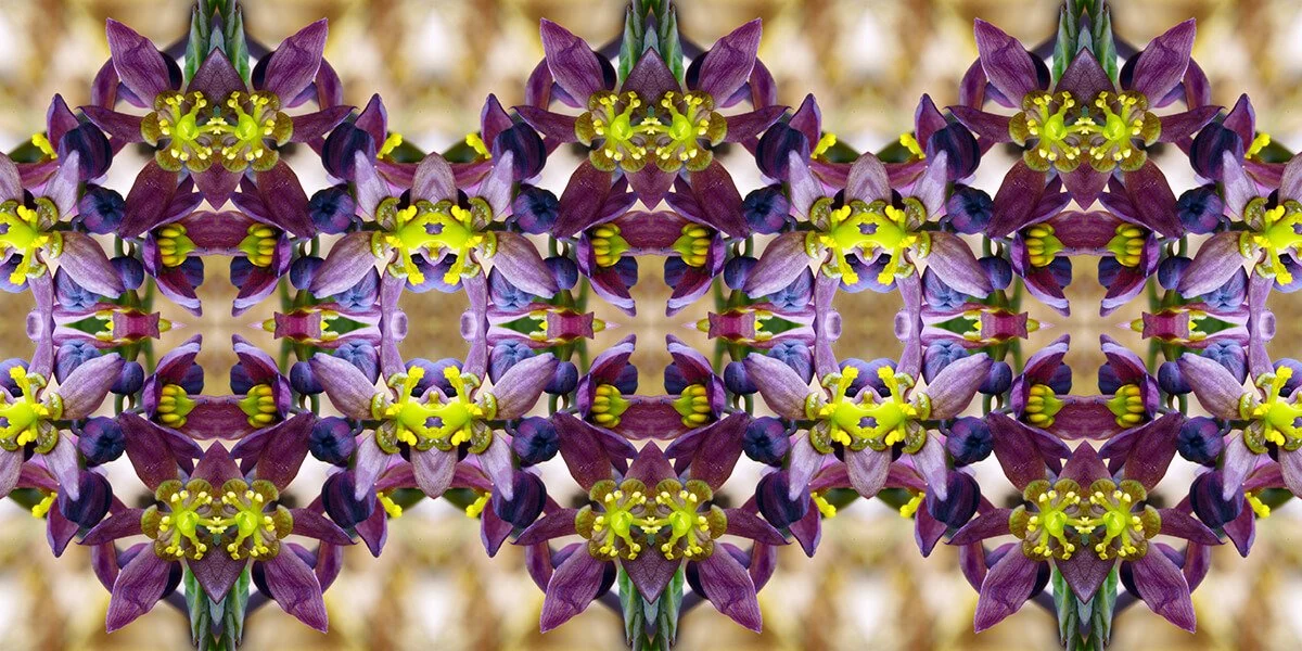 CAULOPHYLLUM PATTERN