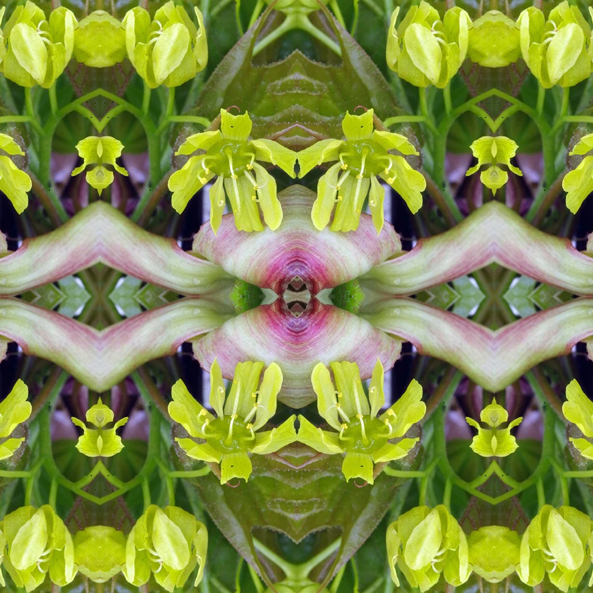 Pattern Swatch Maple flower close.jpg