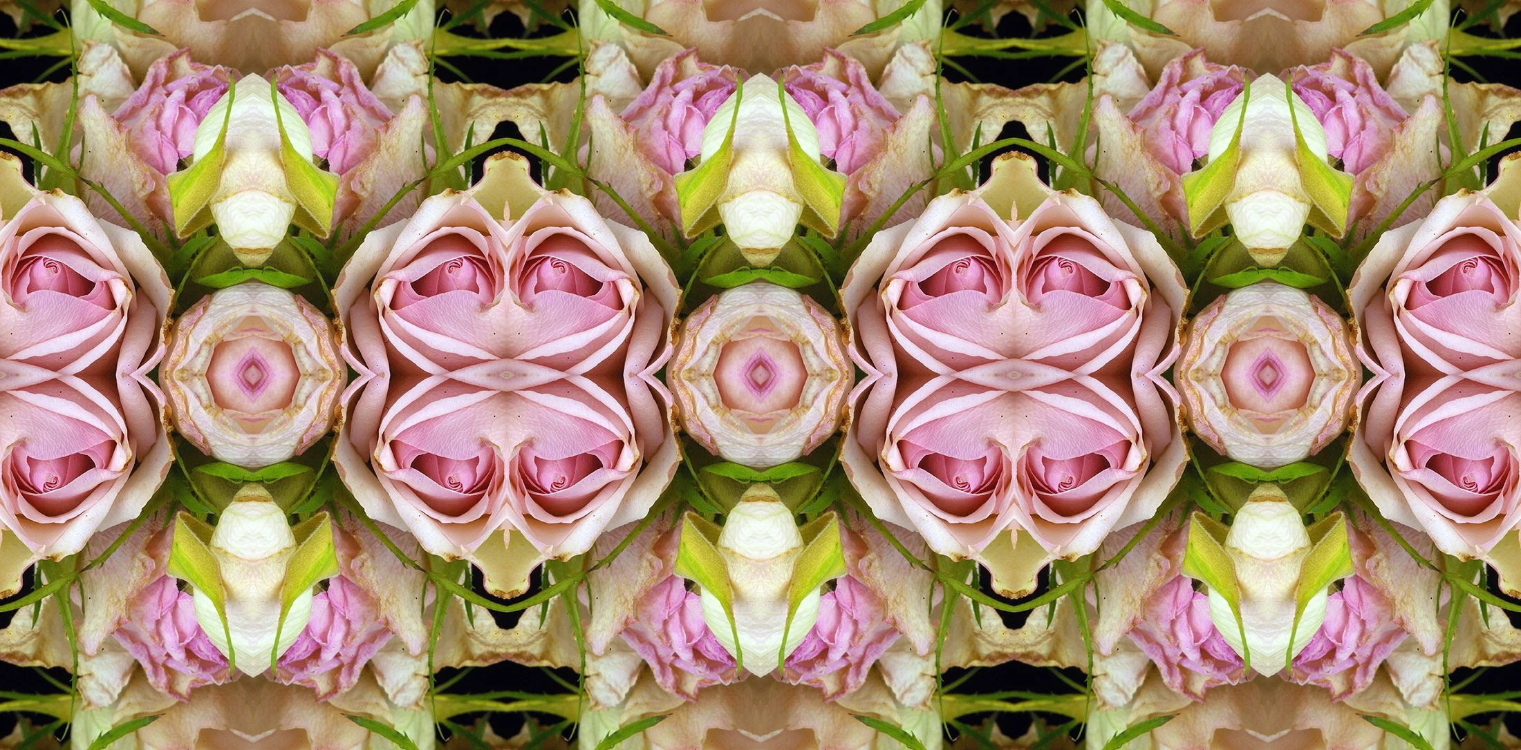 Old Fashioned Tea Roses