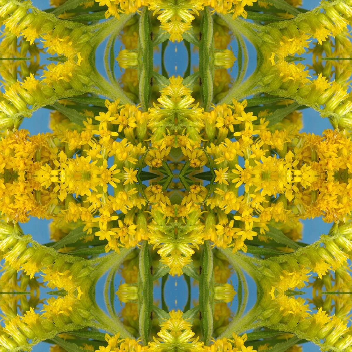 Goldenrod 3 Pattern Swatch .jpg
