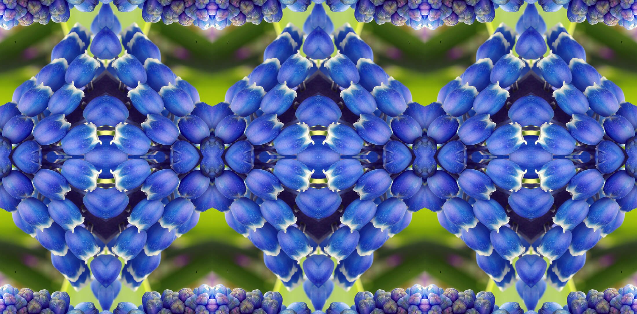 GRAPE HYACINTH PATTERN