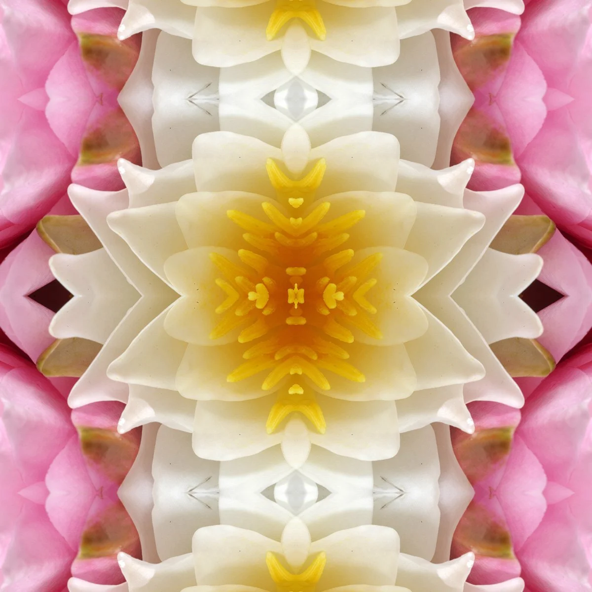Water Lily Pattern Swatch.jpg