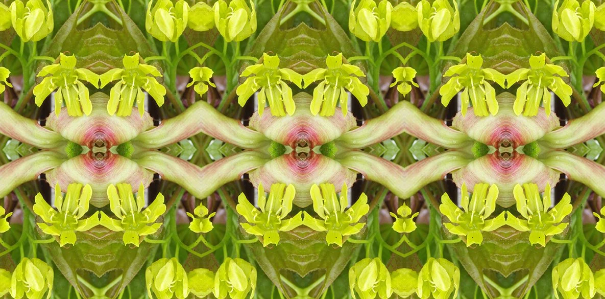 Maple Flowers