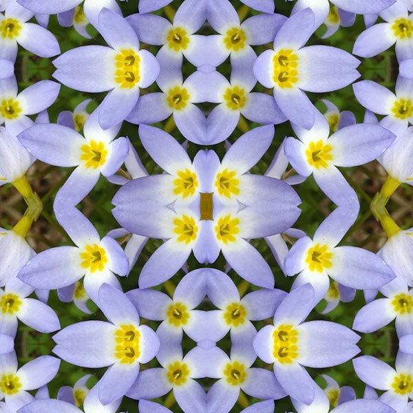 Bluets b. Swatch.jpg
