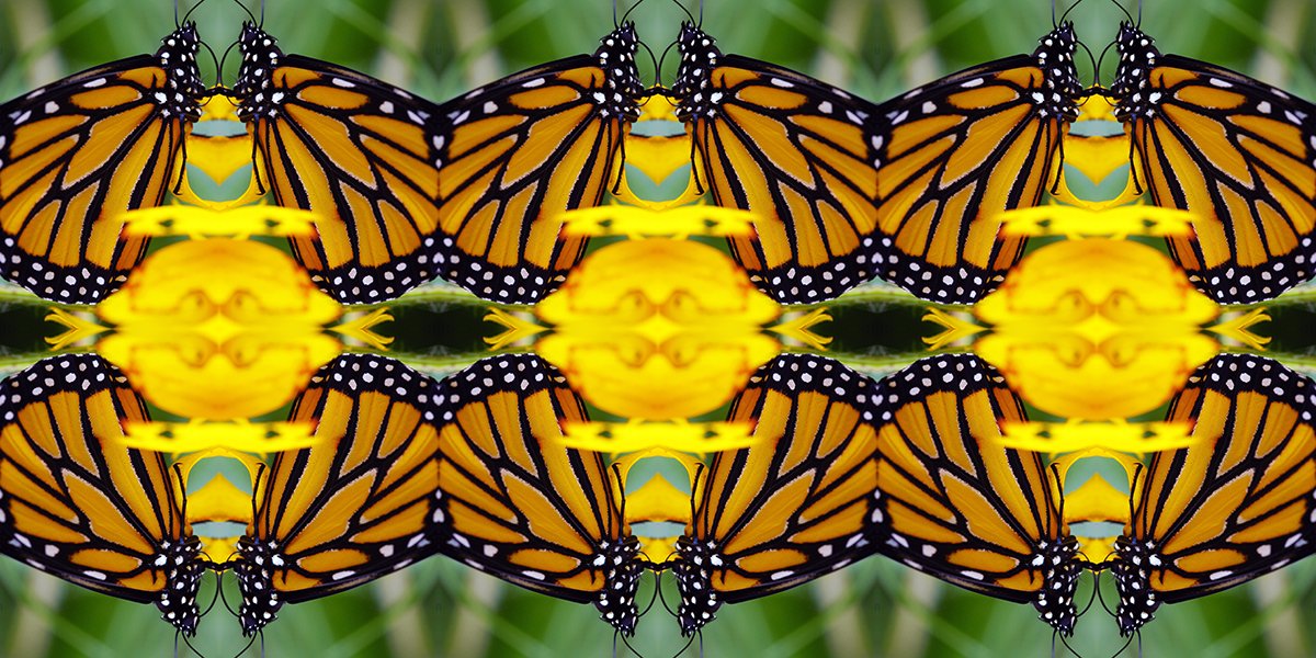Pattern Strip New Monarch 2.jpg