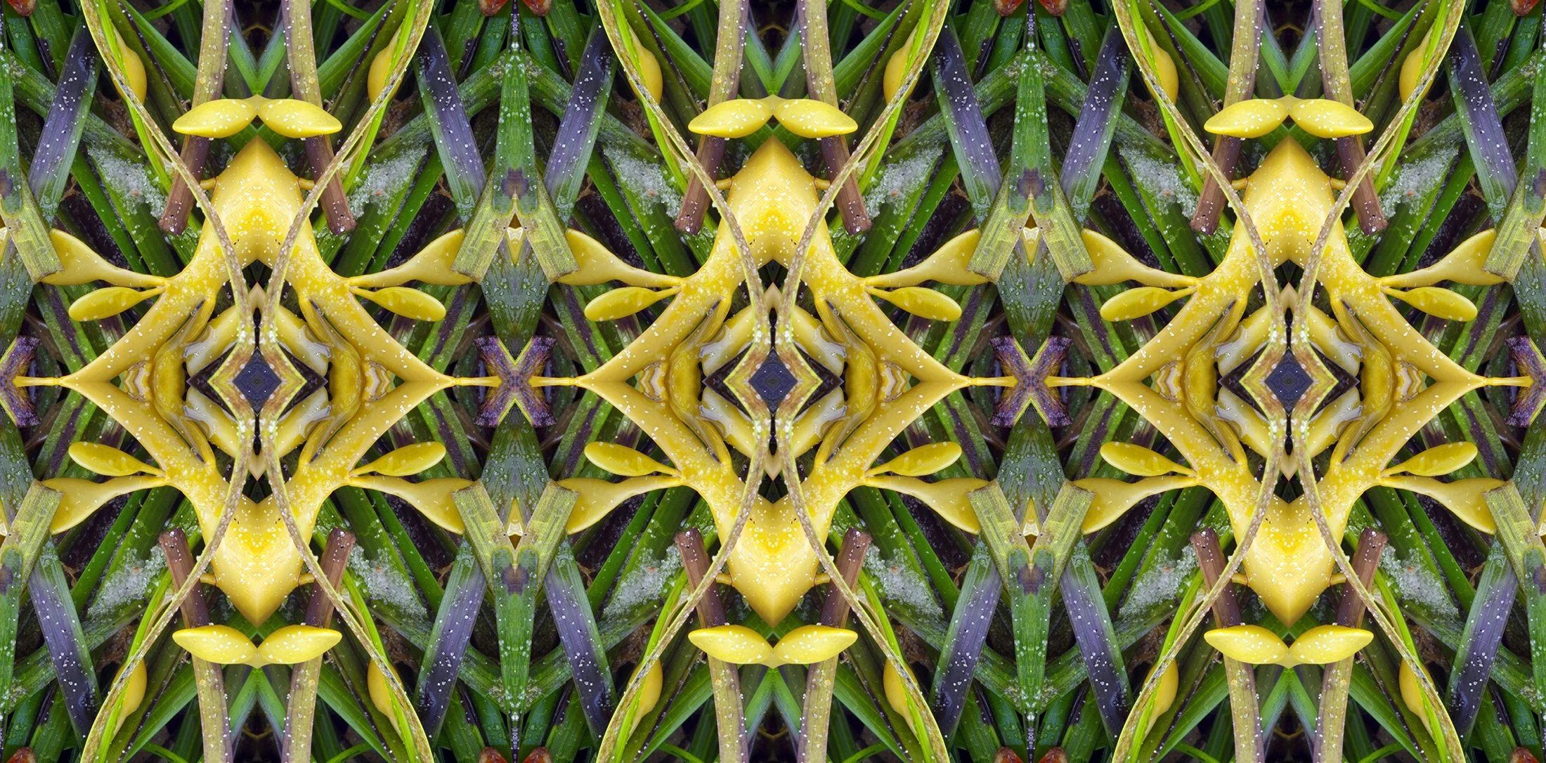 Yellow Diamond Seaweed