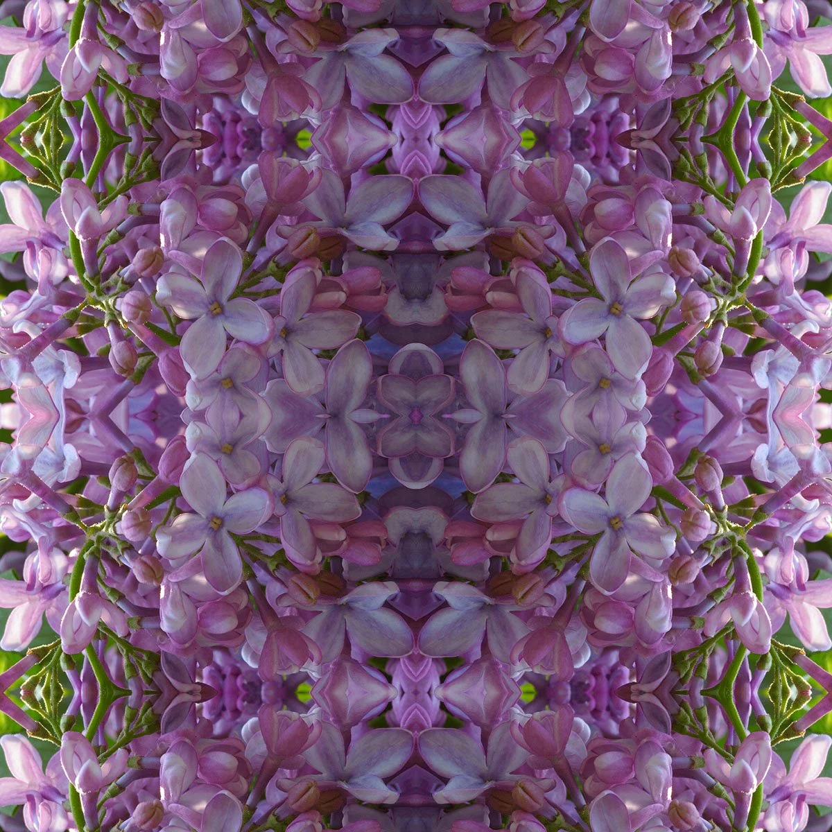 Pattern Swatch Lilac.jpg