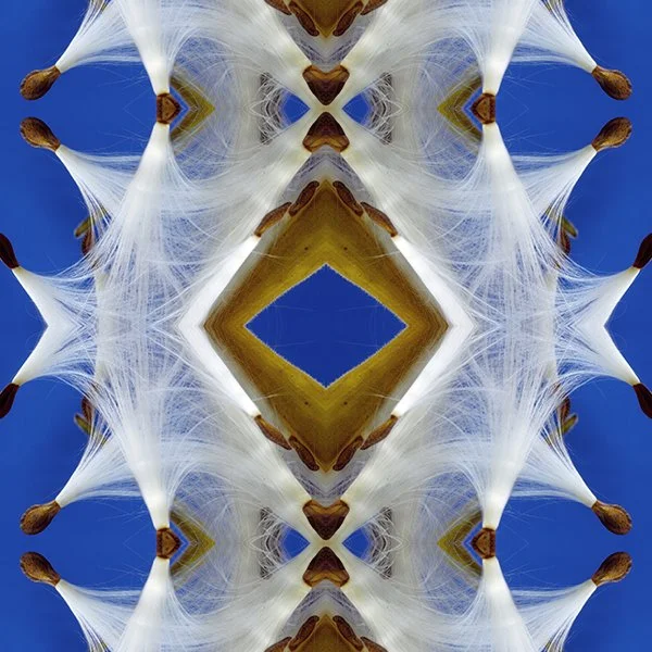 Asclepias Blue Sky Milkweed Swatch .jpg