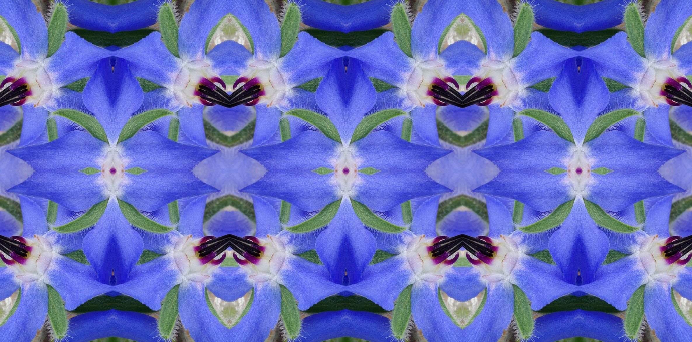 Borage Blossom