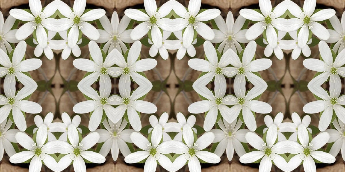WHITE HEPATICA PATTERN