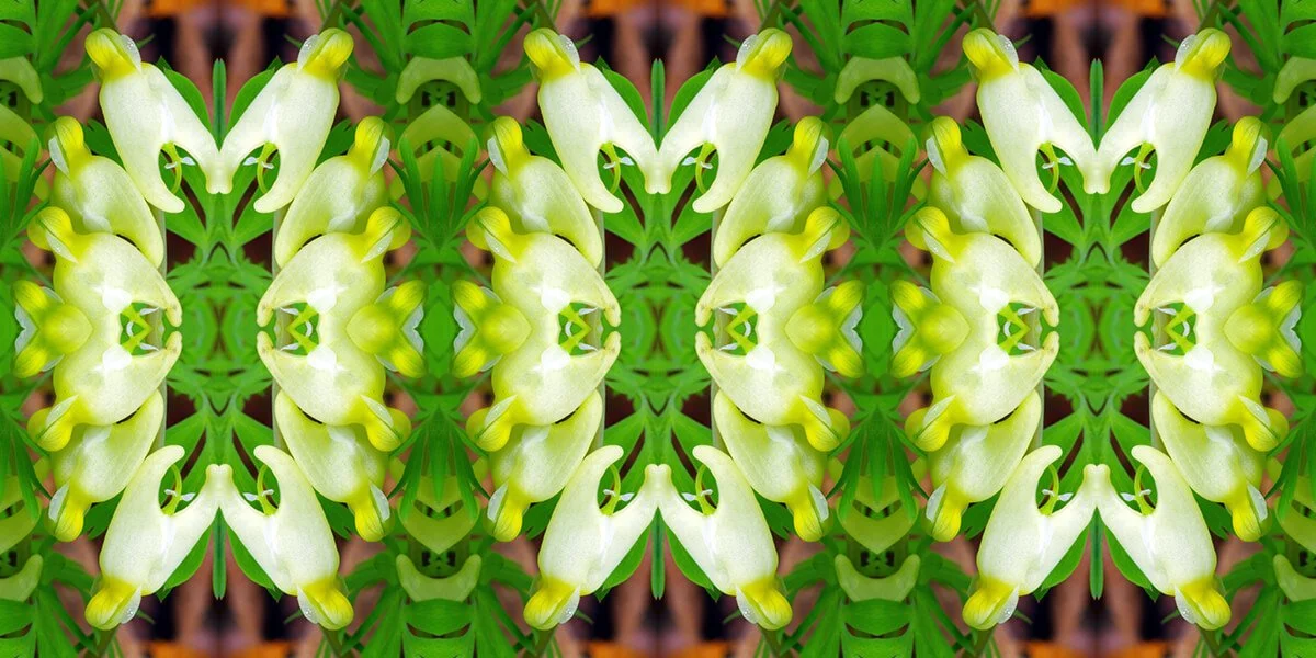 DUTCHMAN’S BREECHES PATTERN