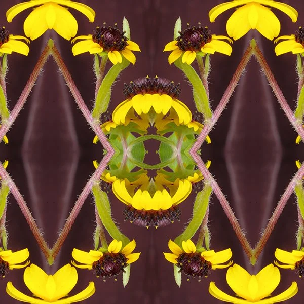Brown Eyed Susan Pattern Swatch.jpg