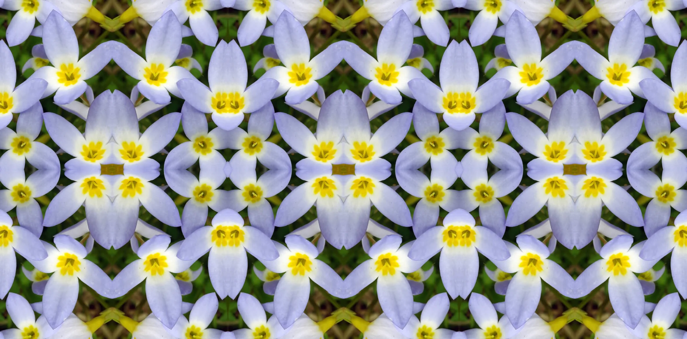 Spring Wildflowers Collection