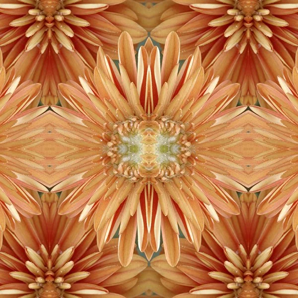 Product Swatch Salmon Chrysanthemum.jpg