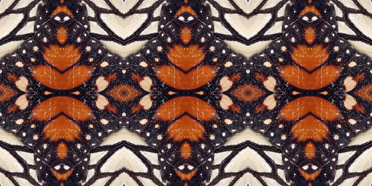 Mexico Monarch 1