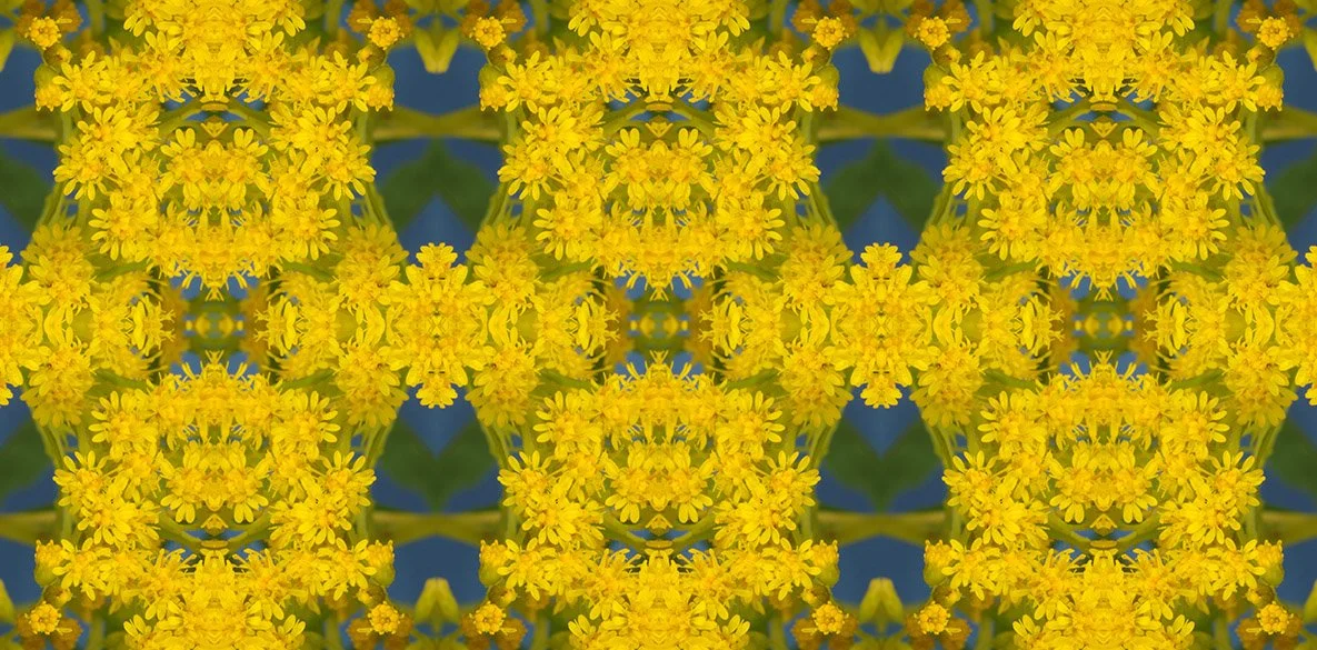 Goldenrod 2025 Pattern 1.jpg