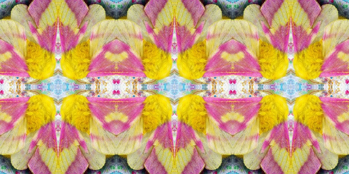 ROSEY MAPLE MOTH PATTERN