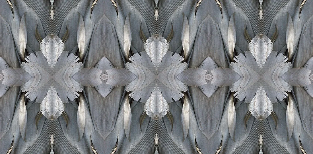 Canada Goose Feathers