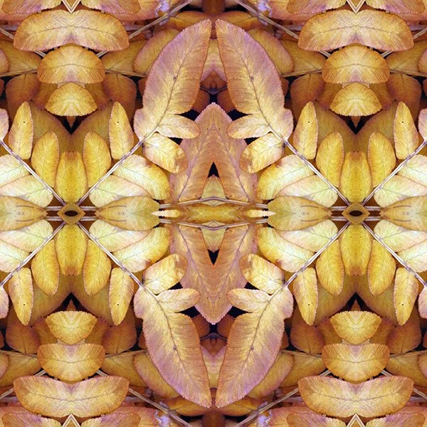 Product Swatch Fall Royal Fern.jpg