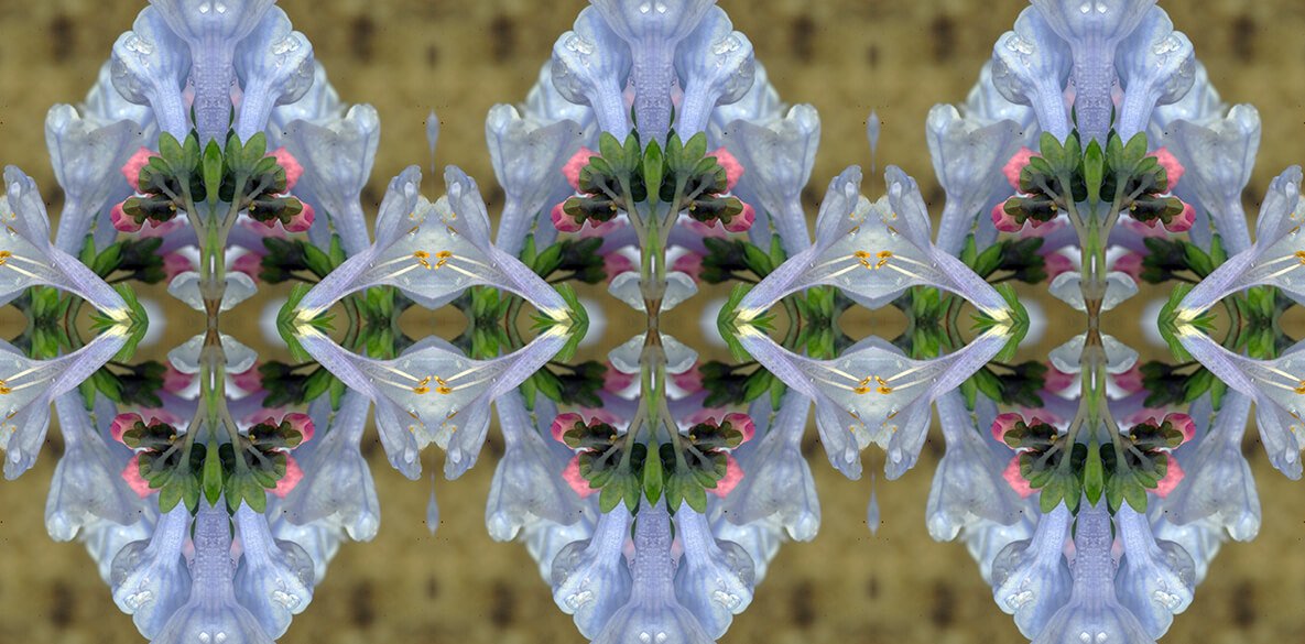 VIRGINIA BLUEBELLS PATTERN