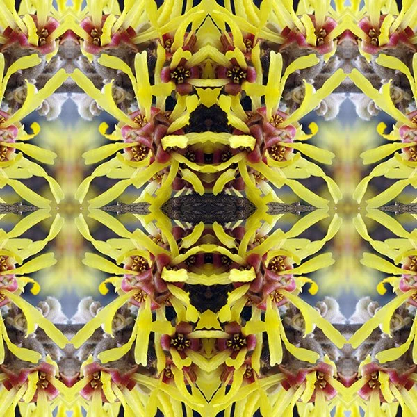 Product Swatch Witch Hazel.jpg