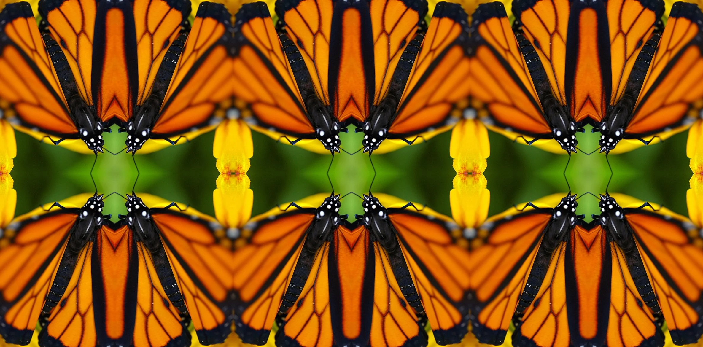 Monarch 2 (1).jpg