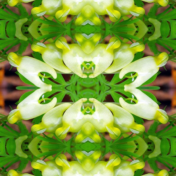 Pattern Swatch Dutchman's Breeches.jpg