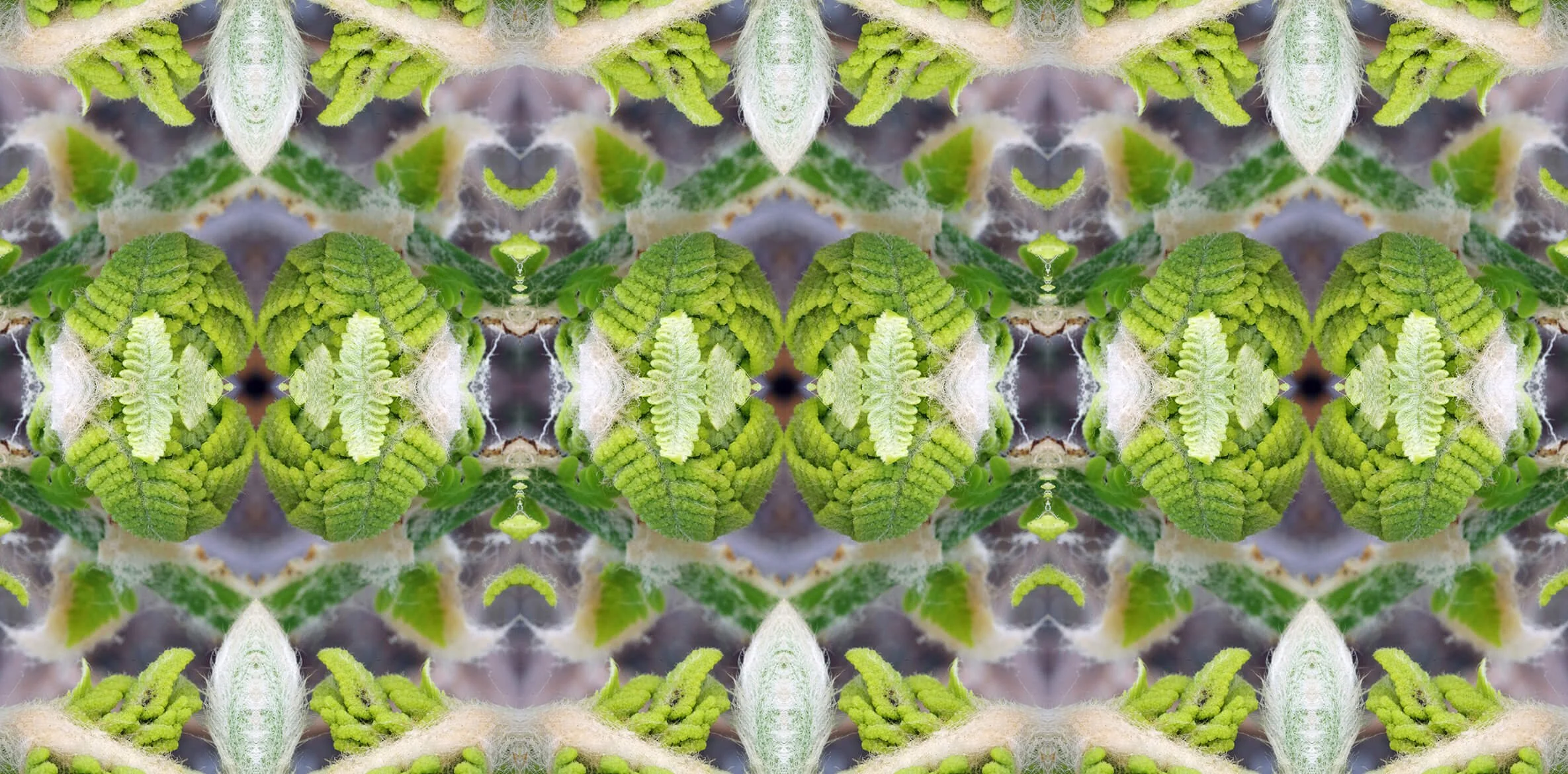 OSTRICH FERN FIDDLEHEAD PATTERN