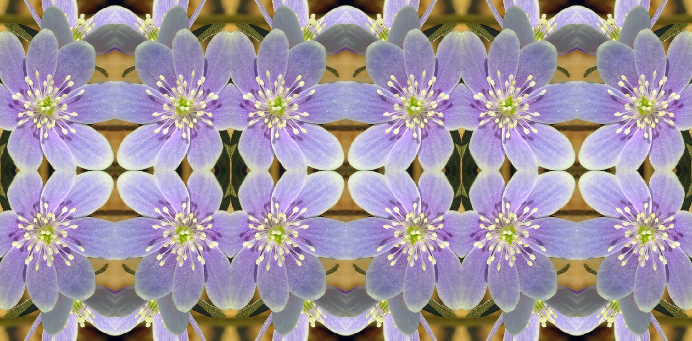 LAVENDER HEPATICA PATTERN
