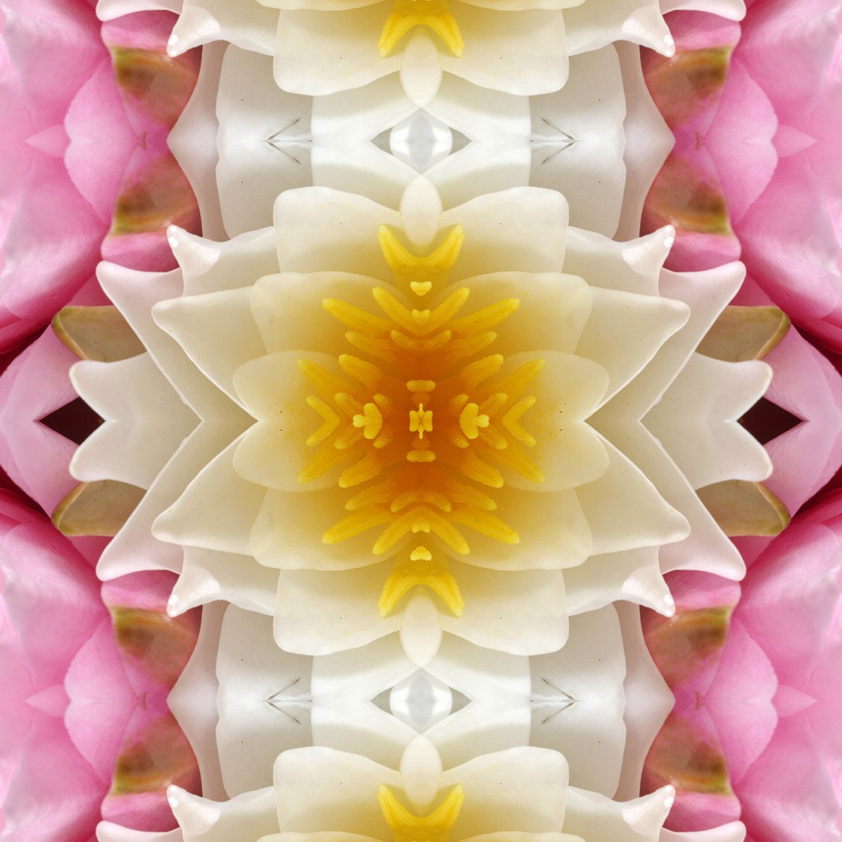 Water Lily Pattern Swatch.jpg